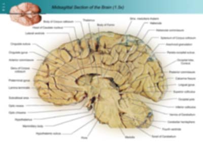 brain sagittal plane